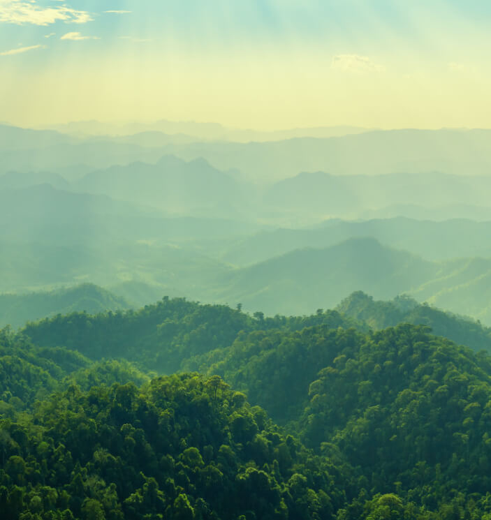 Green lush forests on rolling hills