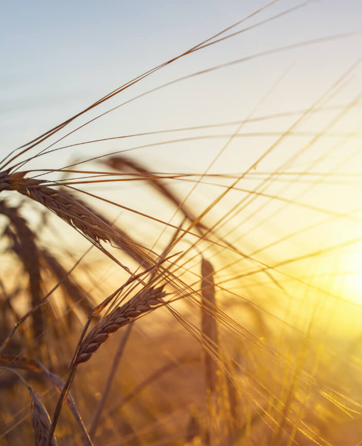 Field of wheat